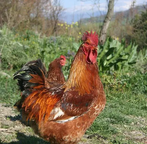 Lo Scudiero Di San Teodoro Farma Cesarò